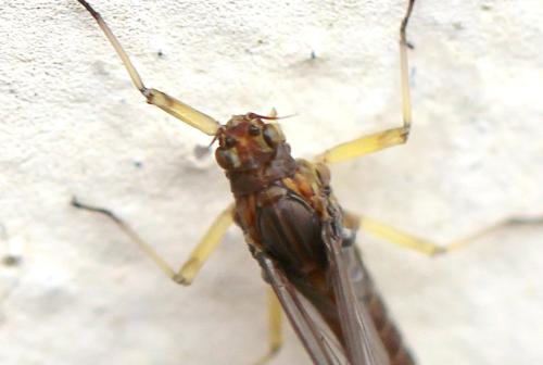 Réf. 324 196 : Baetinae inconnu